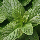 Peppermint