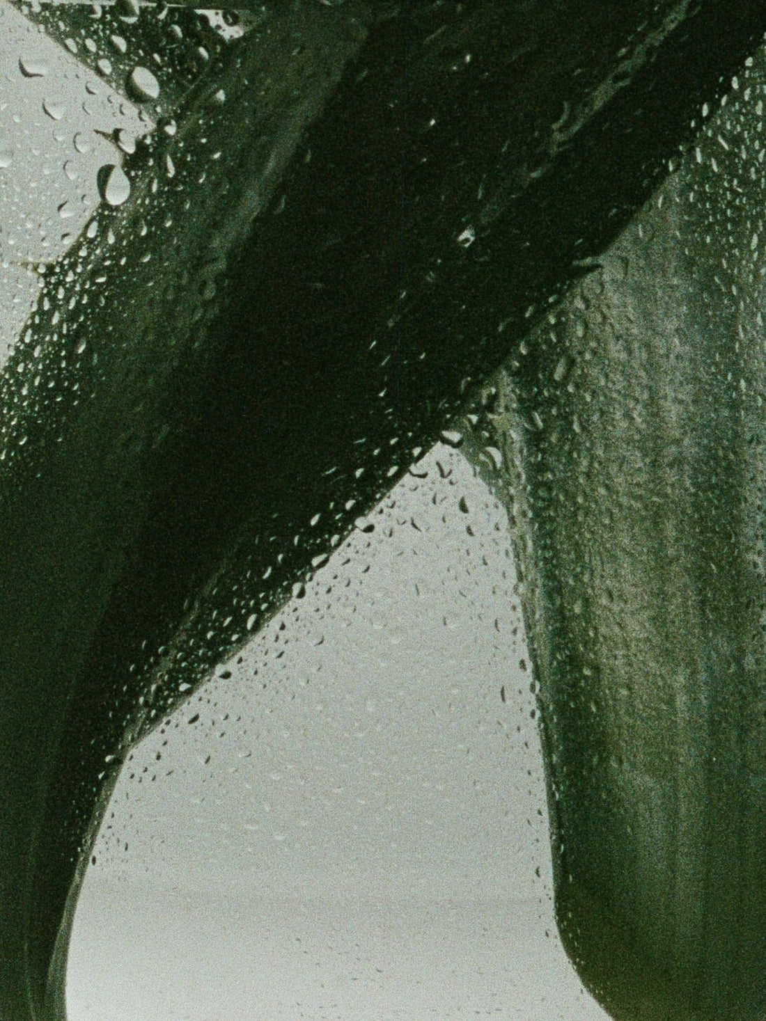 Close-up of a green botanical leaf with water droplets